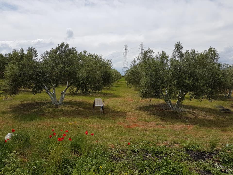 Biological production of extra virgin olive oil by Maleas Estate