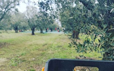 We started this year to produce our Early Harvest Extra Virgin Olive Oil