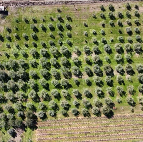 Maleas Estate - Ελαιώνας