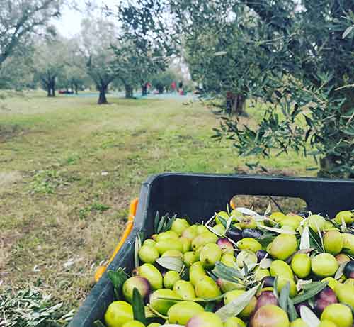 Ξεκίνησε η παραγωγή του αγουρέλαιου